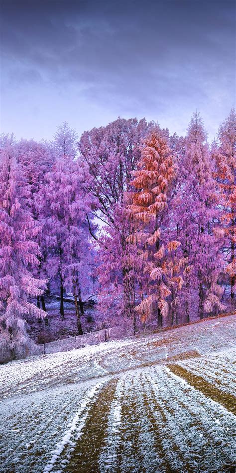 Winter Forest Wallpaper 4k Landscape Frost Snow Covered