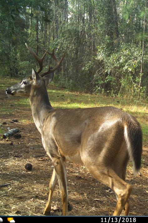 Central Florida Whitetail Deer Hunting Whitetail Deer Hunting Turkey