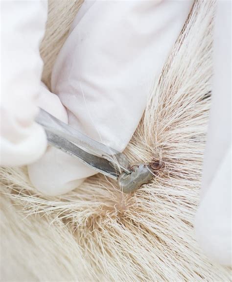 The Wound After Remove Dog Tick In The Fur Stock Image Image Of Mite