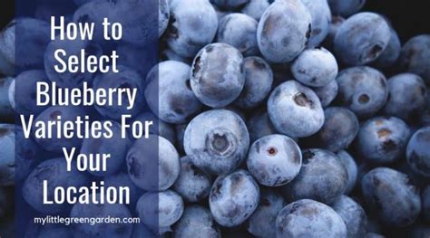 how to select blueberry varieties for your location my little green garden