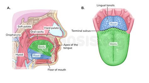 Anatomy Of The Tongue Osmosis