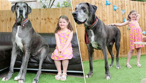 Worlds Biggest Dog Freddy Is Over 7 Feet Tall And Now Might Also Be