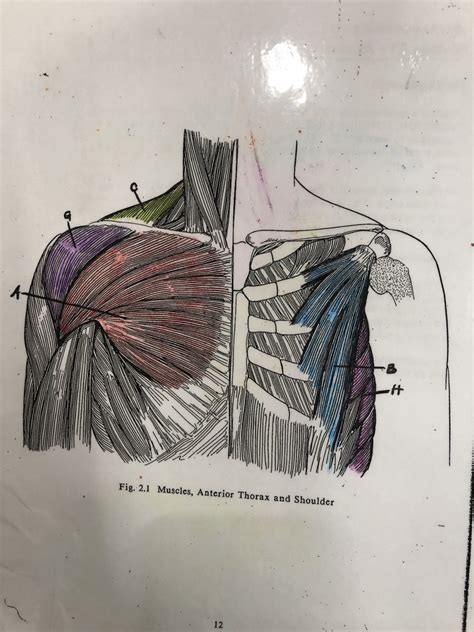 Chest Diagram Quizlet