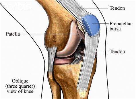 34 Diagram Of The Human Knee Wiring Diagram List