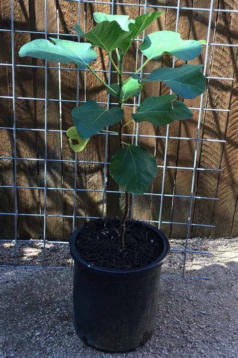 How To Grow A Fig Tree In Your Backyard Gardeners Path Growing Fig