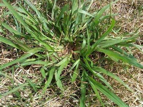 Quack grass is a common component in most pastures and is a. Weed Identification Guide: These Weeds Are the Worst
