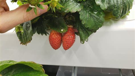Growing Strawberries Indoors Using Hydroponics General Fruit Growing