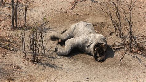 Dozens Of Elephants Killed Near Botswana Wildlife Sanctuary Bbc News