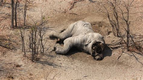 dozens of elephants killed near botswana wildlife sanctuary bbc news