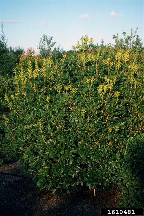 Devilwood Osmanthus Cooperi Scrophulariales Oleaceae 1610481