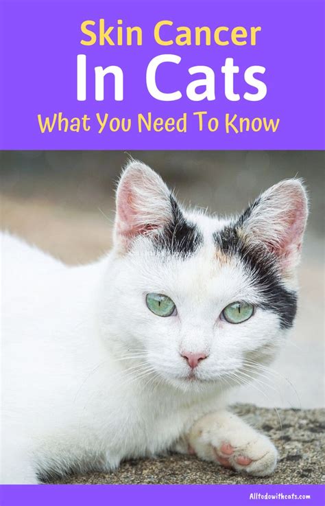 Pin On Cat Facts You Need To Know