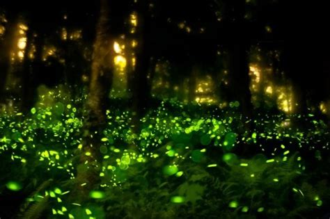 5 Bioluminescent Species That Make The Planet Shine Inhabitat Green