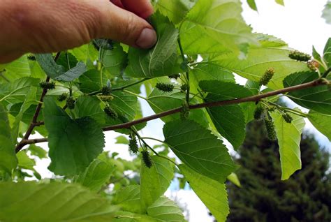 Daniel's Pacific NW Garden: Illinois Everbearing Mulberry Tree Update ...
