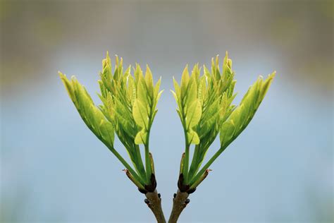 Budding Plant Green Leaves Free Stock Photo Public Domain Pictures