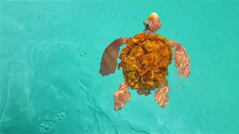 swim ways rainbow reef turtle youtube