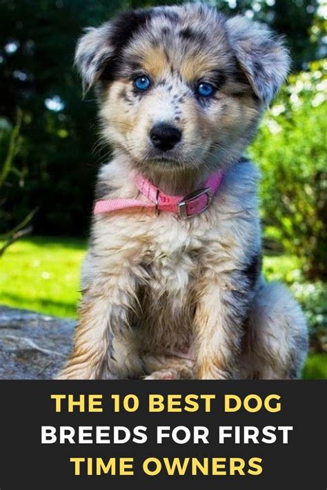 The 10 Best Dog Breeds For First Time Owners Dog Dogsofinstagram