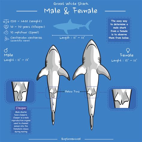 genial blanco tiburones masculino y hembra 22372896 vector en vecteezy