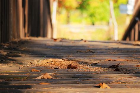 Bridge Autumn Leaves Free Image Download