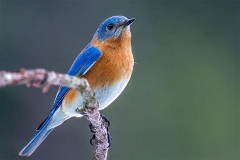 Eastern Bluebird Bird Informer