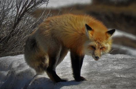 The Sly Fox Photograph By Stacy Jenkins Fine Art America