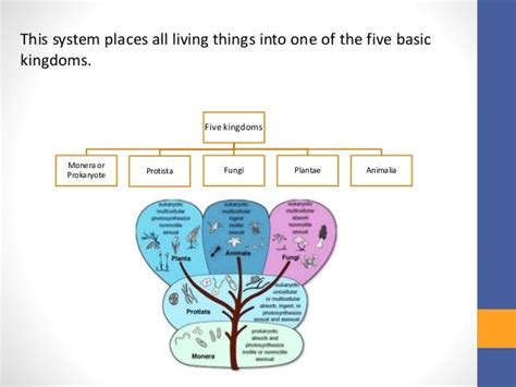 Five Kingdom Classification Rh Whittaker