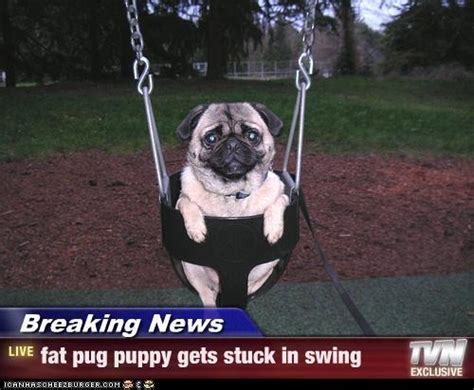 Make your own images with our meme generator or animated gif maker. PUG!! - Meme by imfunnytrustme :) Memedroid