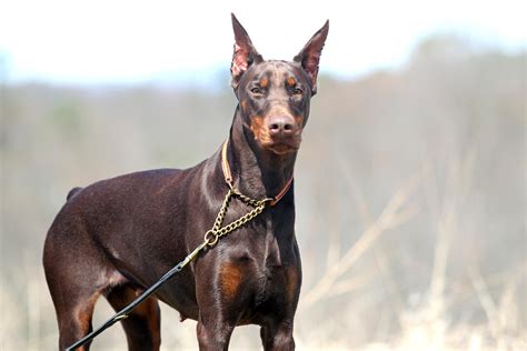 European Champion Bloodlines Doberman Puppies For Sale