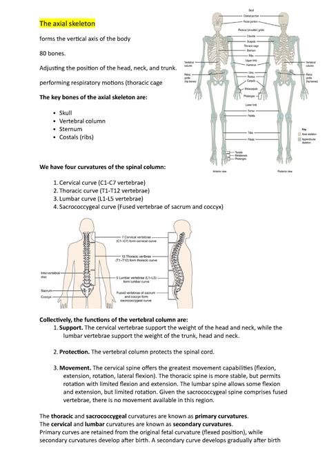 The Axial Skeleton Human Biology Notes The Axial Skeleton Forms The