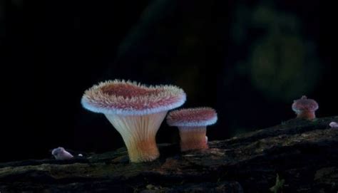 Fungi Science News