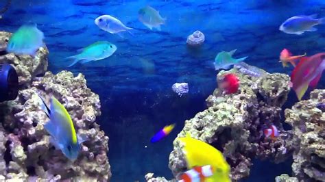 They use these senses to perceive the location of other fish around them. 125 gallon saltwater schooling fish - YouTube