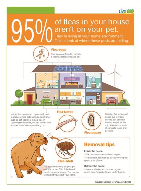 95 Of Fleas In Your House Arent On Your Pet Martinez Animal Hospital