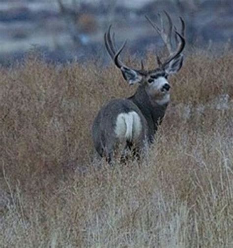 Pin By Heath Hodges On Majestic Mule Deer Deer Elk