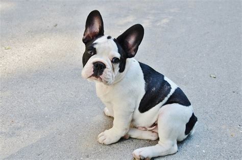 Find Your New Best Friend The Different Types Of French Bulldogs