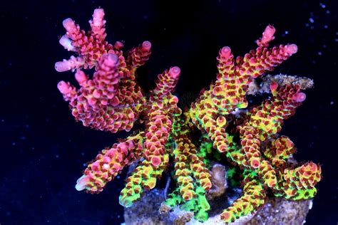 Pc Rainbow Teaser Acropora Prime Coral
