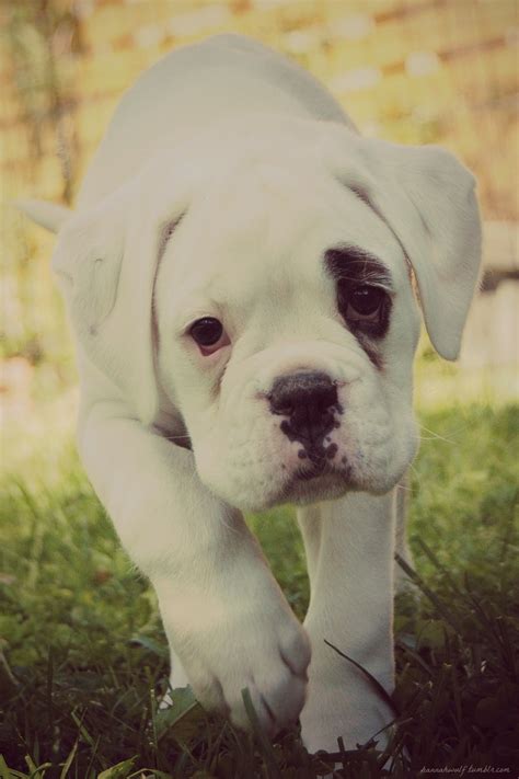 Sweet White Boxer Have 2 Already Can Always Use More White Boxer