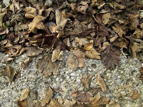 Free Images Dry Leaves Autumn Fall 0