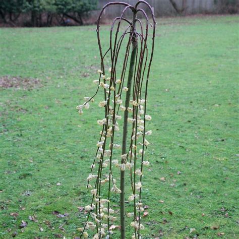buy kilmarnock willow standard salix caprea kilmarnock delivery by waitrose garden