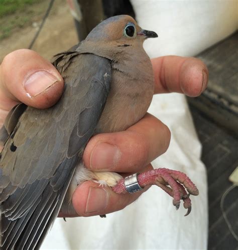 Dove Banding: A Benefit for Science and Hunters - Hunt Wild PA