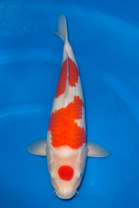 Kohaku - Grand Koi, LLC