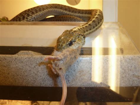 Corn snakes make great first pet snakes as they are friendly and don't get to big in size. Pet Snakes for Kids - Have Snakes Will Travel