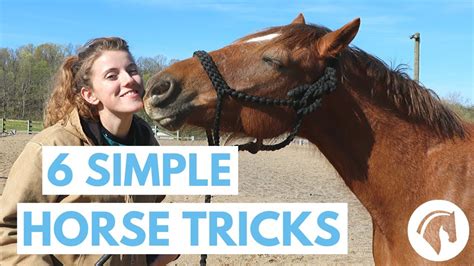 How To Teach Your Horse Tricks 6 Simple Tricks Youtube