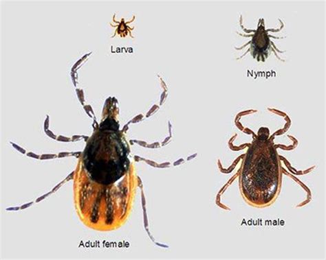 Ticks Spreading New Disease Causing Bacteria Lyme Disease Lyme Lyme