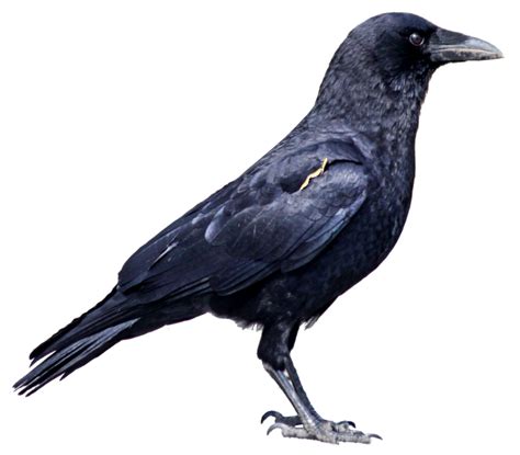 Black Crow Png Image Transparent Image Download Size X Px