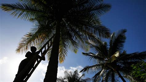 Claim That Coconut Oil Is Worse For Biodiversity Than Palm Oil Sparks