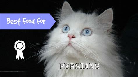 And remember, cats are very good at reading and picking up on our emotions. Best Cat Food for Persians 2019 {Guide + Reviews} - Fluffy ...