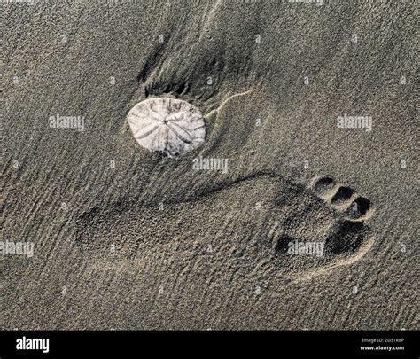 Footprint And Sand Dollar Clypeasteroida On Beach Stock Photo Alamy