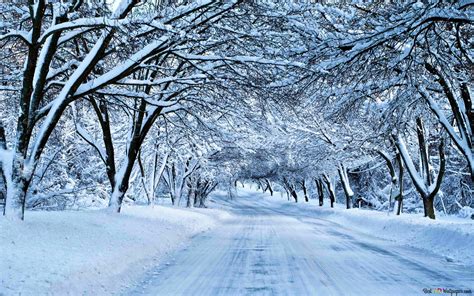 Road Through Snow Covered Trees Hd Wallpaper Download