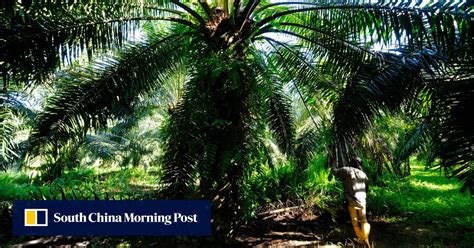 Malaysian Oil Palm Planters Struggle To Match Demand As Foreign Worker