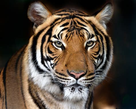Tigre Del Bengala Panthera Tigris Tigris Juzaphoto