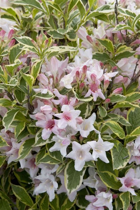 We did not find results for: Variegated Dwarf Weigela - Monrovia - Variegated Dwarf ...